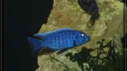 Scianochromis fryeri