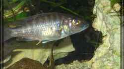 Scianochromis fryeri