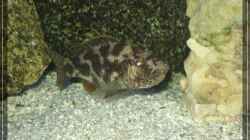 Nimbochromis Livingstoni