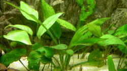 Pflanzen im Aquarium Becken 1370