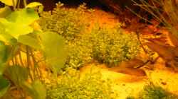 Pflanzen im Aquarium ~Amazonas~ Amano-Stil