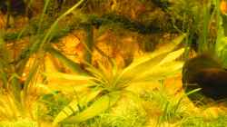 Pflanzen im Aquarium ~Amazonas~ Amano-Stil