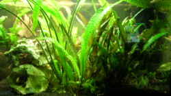 Pflanzen im Aquarium Becken 1374