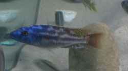 Nimbochromis fuscotaeniatus WF Männchen
