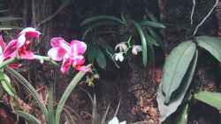 Orchideen, Bromelien, Tillandsien und Co.