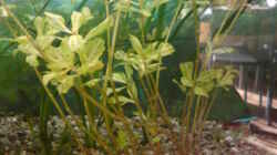 Pflanzen im Aquarium Mein 112 Liter Becken