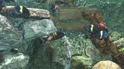Besatz im Aquarium Becken 139
