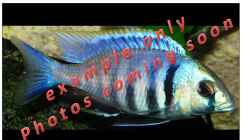 Placidochromis electra (example)