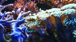 Pflanzen im Aquarium Juwel Trigon mit Panoramascheibe