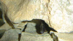 Calvus-Weibchen in ihrem Versteck