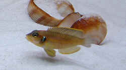 Ocellatus-Männchen (gold)