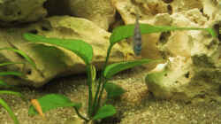 Pflanzen im Aquarium Becken 143