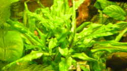 Pflanzen im Aquarium Becken 14522