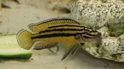 Julidochromis auratus Weibchen