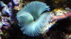 Besatz im Aquarium A Piece of Reef Obsolete