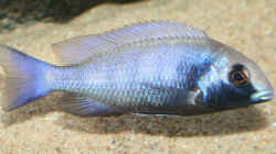 Placidochromis Gisseli, Jungtier