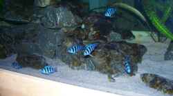 Besatz im Aquarium Neueinrichtung Tanganjika