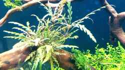  Hygrophila pinnatifida - Fiederspaltiger Wasserfreund...meine Lieblingspflanze bisher,