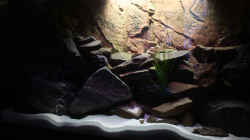 Dekoration im Aquarium Becken 16059