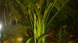 Pflanzen im Aquarium Eckaquarium