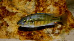 Harpagochromis Maennchen 17.03.10
