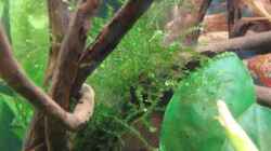 Pflanzen im Aquarium Artenbecken Corydoras aeneus