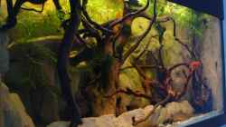Aquarium Procambarus Clarkii (nur noch als Beispiel)