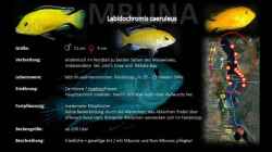 Labidochromis caeruleus (Gelber Labidochromis  Yellow)