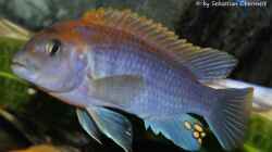 Labidochromis sp. Hongi 