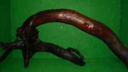 eBay-Wurzel 2: Maße ca.103 x 45  x  35 cm , Wurzeldurchmesser ca. 12cm, der Fuss