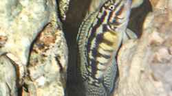Julidochromis marlieri in seinem Versteck