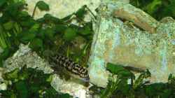 Julidochromis marlieri zwischen Anubias