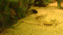 Besatz im Aquarium Artenbecken Betta Macrostoma
