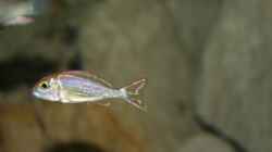 Challochromis pleurospilus