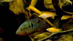Besatz im Aquarium Tabasco Fischland