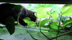 Auch eine Bengalkatze mag Wasser und Aquarien