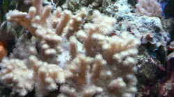 Koralle wächst und wächst
