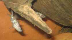 02.02.2011 - Synodontis nigriventris