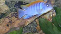 Labidochromis Hongi m