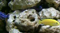 Labidochromis caeruleus ´Yellow´ & Melanochromis maingano