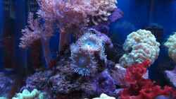 Aquarium deep blue reef