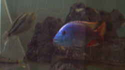 Besatz im Aquarium Becken 196