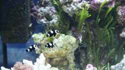 3 Ocellaris black - Falscher Anemonen Clownfisch