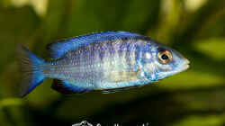 Placidochromis Phenochilus Mdoka White Lips (m?)
