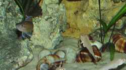 Von oben: Cyprichromis leptosoma Blue Flash, Paracyprichromis nigripinnis, Enantiopus