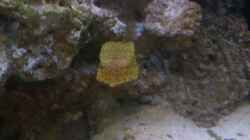 Ostracion Cubicus- Gewöhnlicherkofferfisch und Röhrenwurm