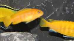 Labidochromis ´irgendwie-nicht-so-gelb-Yellow´