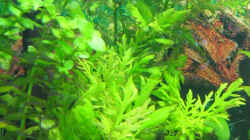Pflanzen im Aquarium Becken 2122