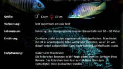 Ausgezeichnetes Fischverzeichnis @ Malawi-Guru.de