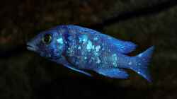 Placidochromis sp. ´phenochilus Tanzania´ Lupingu